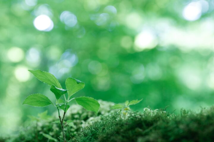 コラム記事デモページの画像